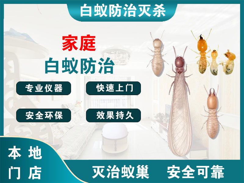 象山家庭白蚁防治