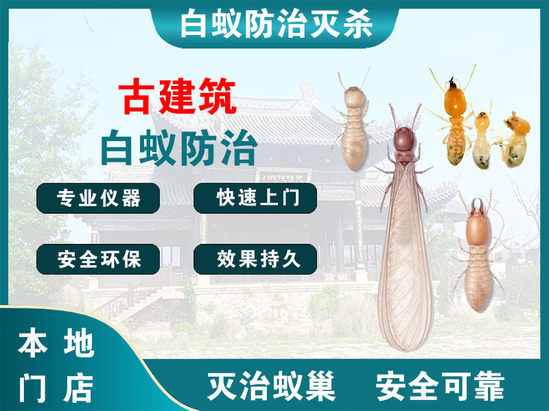 象山古建筑白蚁防治