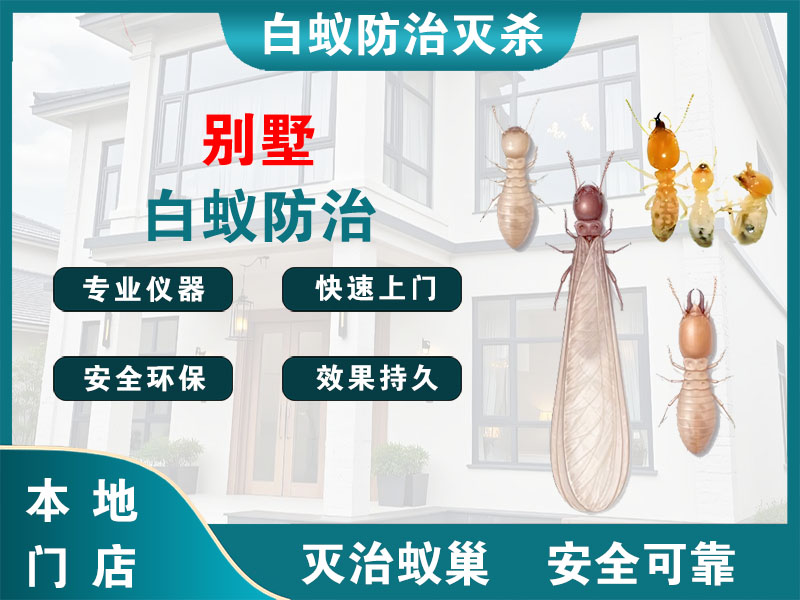 象山别墅白蚁防治